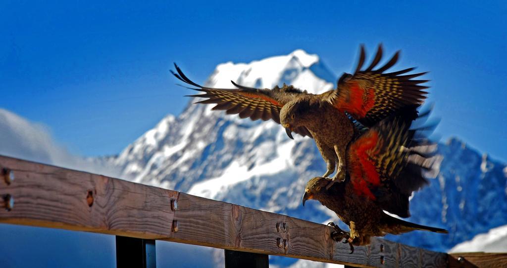 Glentanner Park Centre Otel Aoraki / Mount Cook Dış mekan fotoğraf